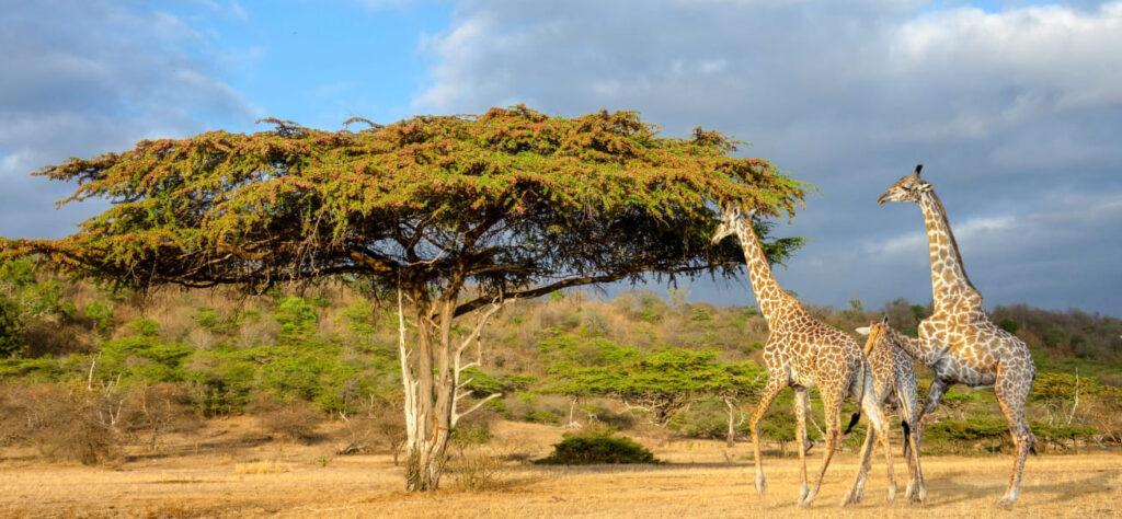 Nyerere National Park in Tanzania ranked among Africa’s best safari parks