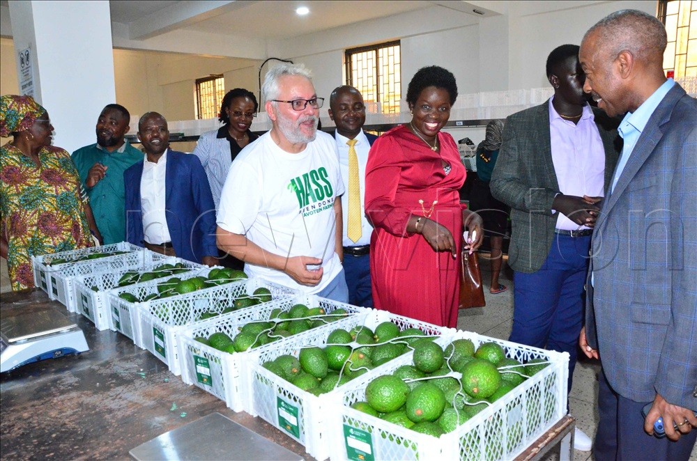 Uganda Hass Avocado Export to Europe Begins with First Shipment