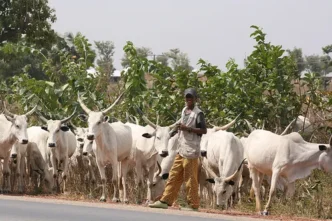 3 Dead from Clashes in Northern Cameroon Over Cattle Theft