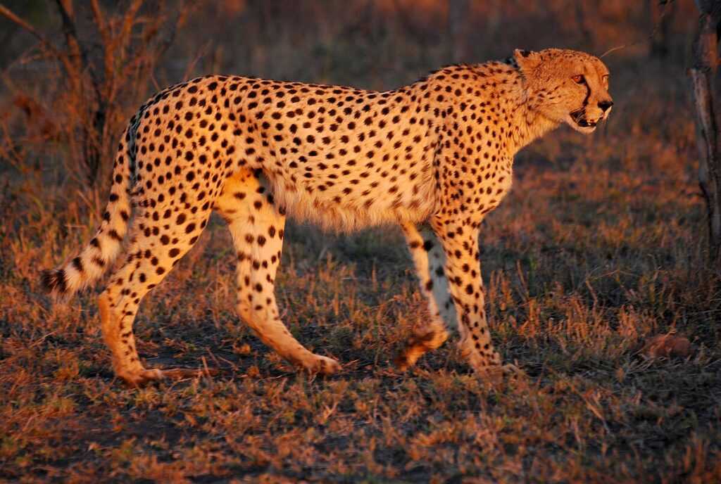 cheetah umfolozi southafrica mwegmann.
Southeast African cheetah