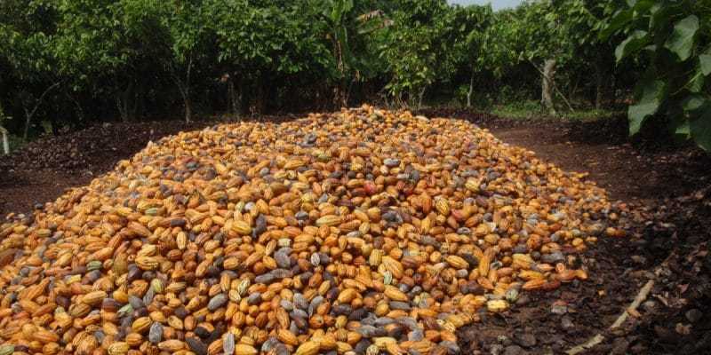 Cocoa Farm in Ivory Coast