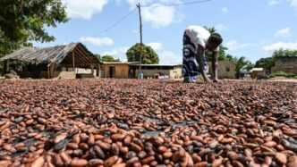 Harmattan and Drought: Challenges Facing Ivory Coast’s Cocoa Farmers