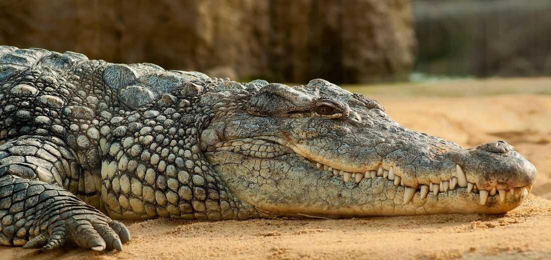 Indonesia Crocodile Attack Claims Plantation Worker’s Life