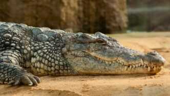 Indonesia Crocodile Attack Claims Plantation Worker’s Life