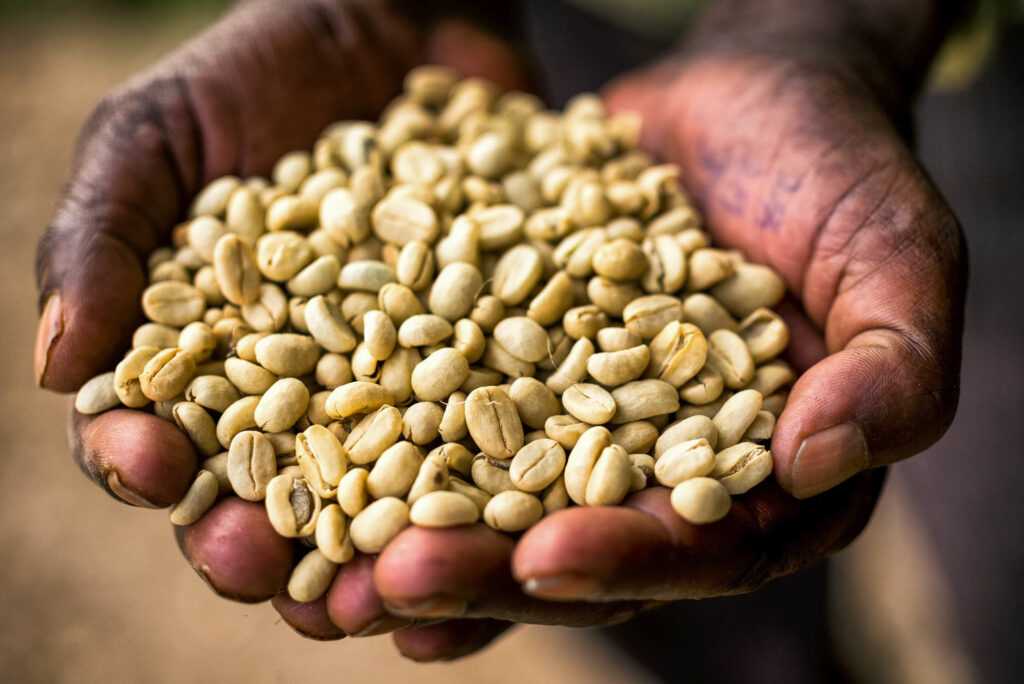 washed coffee south west ethiopia credit alan schaller and union hand roasted coffee