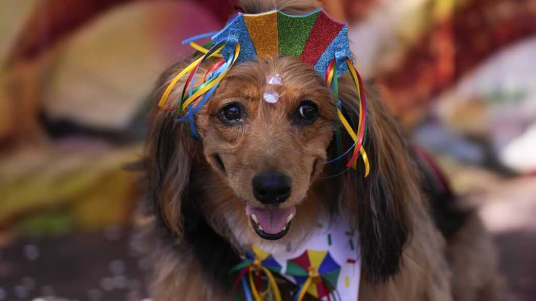 Lagos Dog Carnival Celebrates Pets with ‘Angels on Paw’ Theme