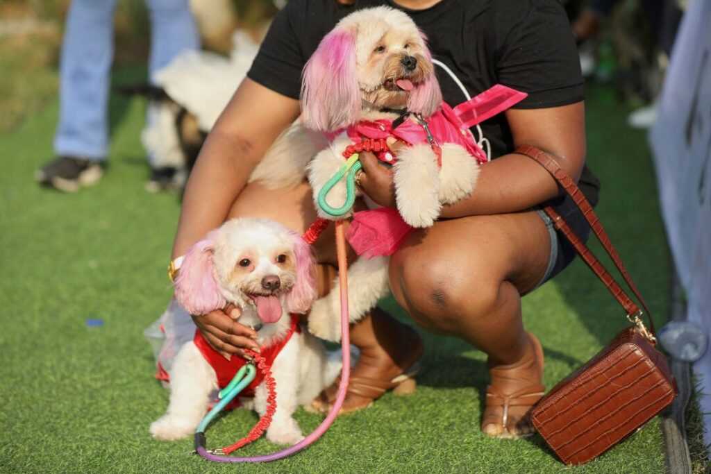 lagos dog carnival 2