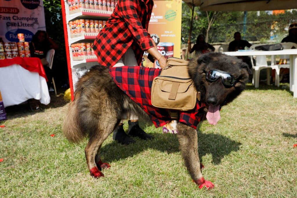 lagos dog carnival 3