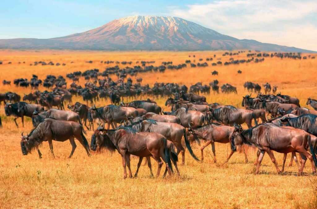 Maasai Mara