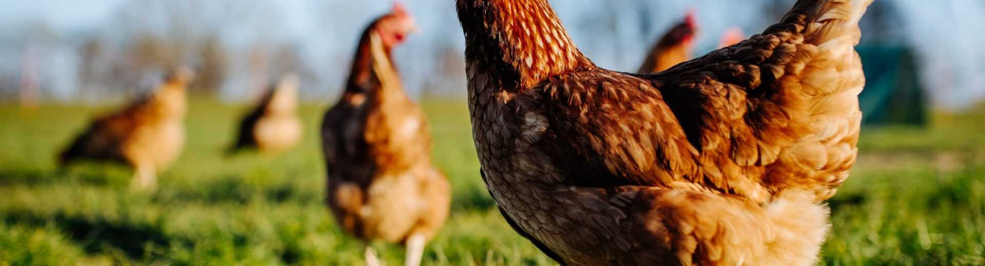 Nigerian Man Convicted of Stealing Hens Receives Pardon After 10 Years