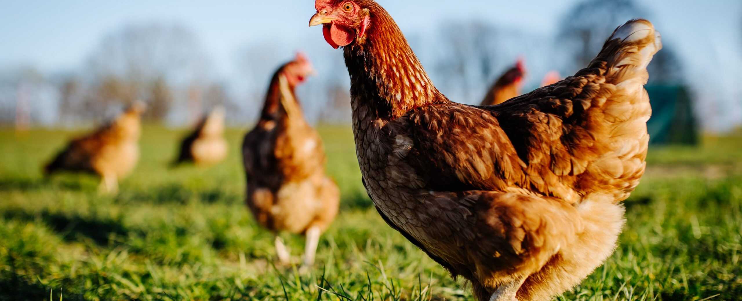 Nigerian Man Convicted of Stealing Hens Receives Pardon After 10 Years