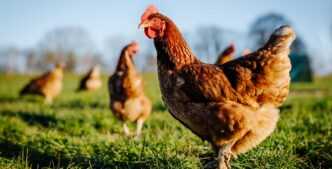 Nigerian Man Convicted of Stealing Hens Receives Pardon After 10 Years