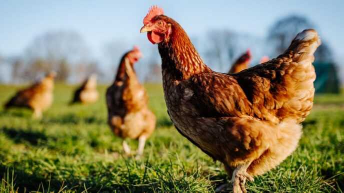 Nigerian Man Convicted of Stealing Hens Receives Pardon After 10 Years