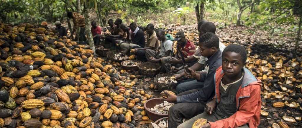 Shady cocoa farming at the root of Côte d'Ivoire's deforestation