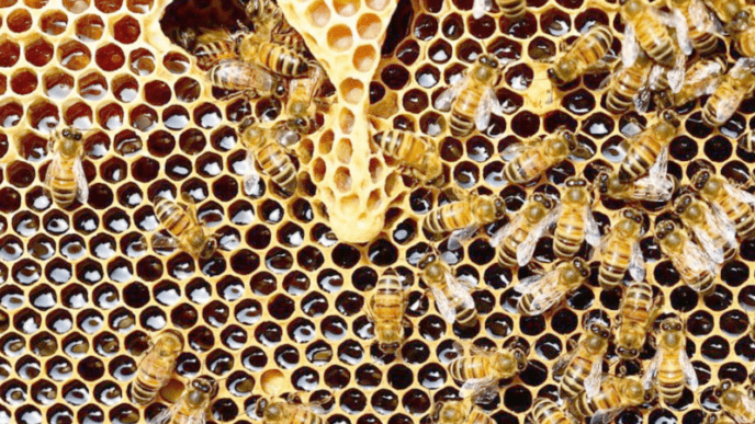 Exploring Honey Production: Tanzania Launches Beekeeping Tourism Initiative