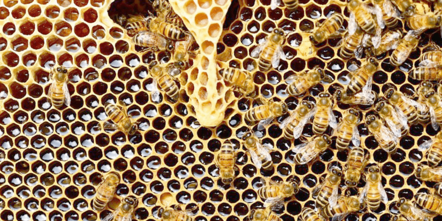 Exploring Honey Production: Tanzania Launches Beekeeping Tourism Initiative