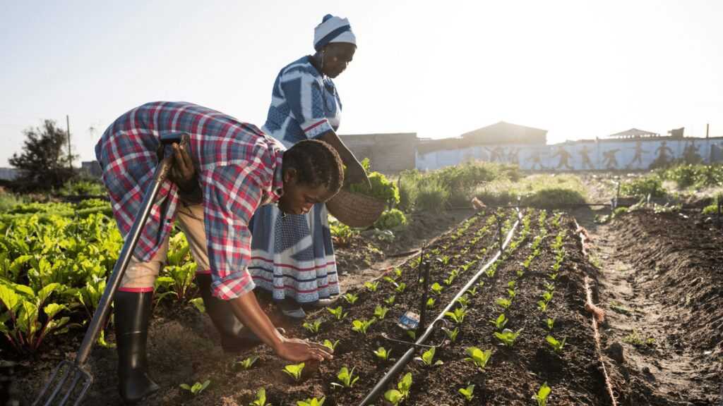 italian firms leonardo and bf launch agricultural initiatives in africa