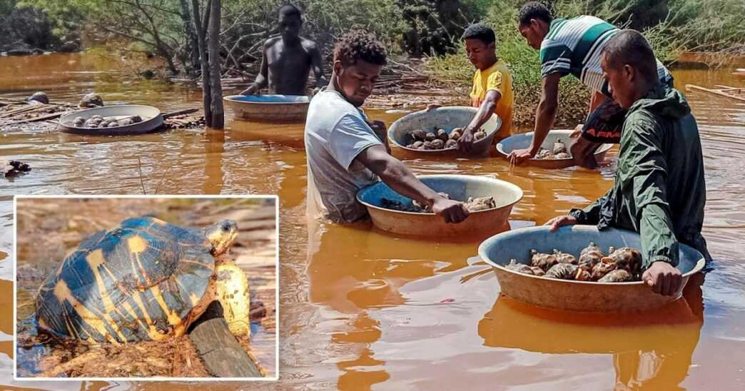 Madagascan Communities Unite to Rescue Endangered Tortoises