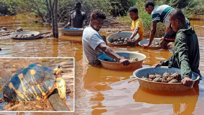 Madagascan Communities Unite to Rescue Endangered Tortoises