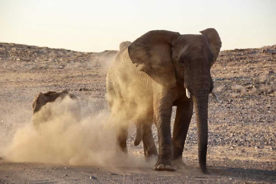 Tourist Fatally Trampled by Elephant in Kruger National Park