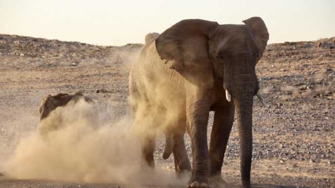 Tourist Fatally Trampled by Elephant in Kruger National Park