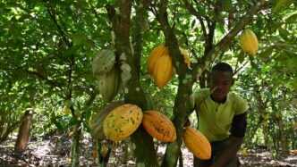 Enugu Launches 20-Hectare Pilot Cocoa Plantation to Boost Agribusiness and Exports