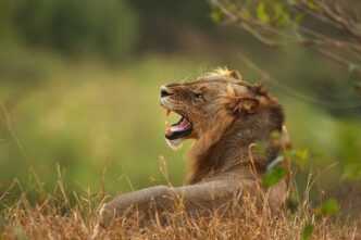 Lion Culled in Northern KwaZulu-Natal After Livestock Attacks