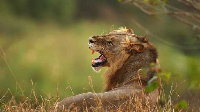 Lion Culled in Northern KwaZulu-Natal After Livestock Attacks