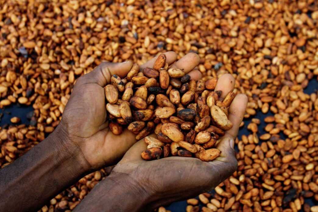 Ivorian Cocoa Farmers Fear Impact of U.S. Tariffs