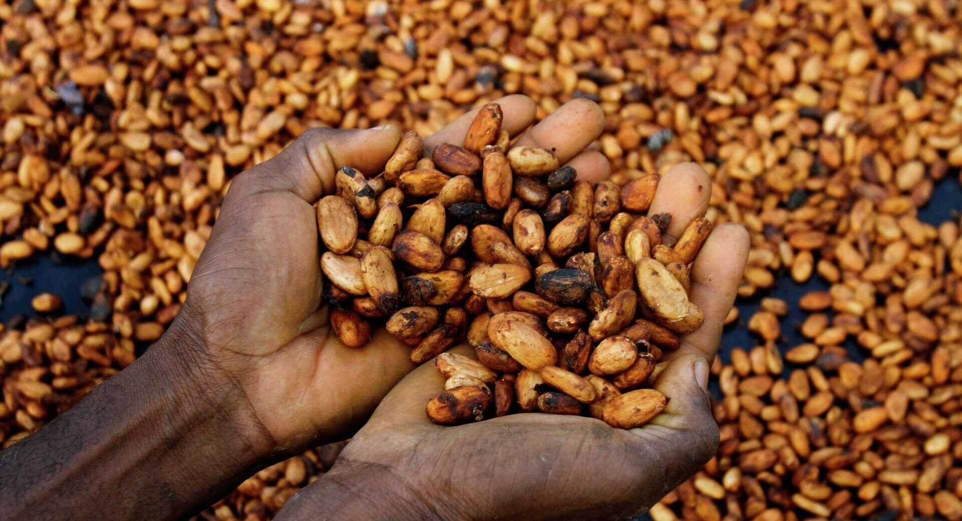 Ivorian Cocoa Farmers Fear Impact of U.S. Tariffs