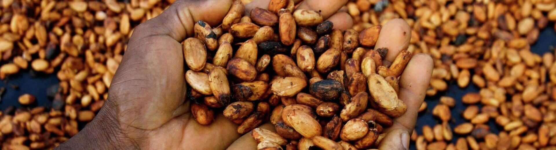 Ivorian Cocoa Farmers Fear Impact of U.S. Tariffs