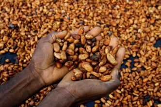 Ivorian Cocoa Farmers Fear Impact of U.S. Tariffs