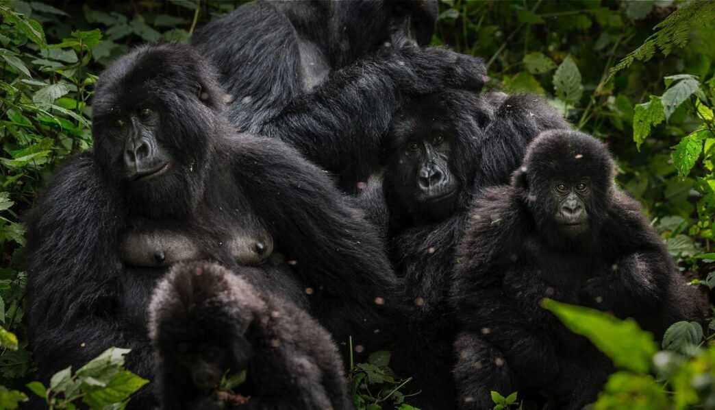 Virunga National Park Celebrates 100 Years of Legacy