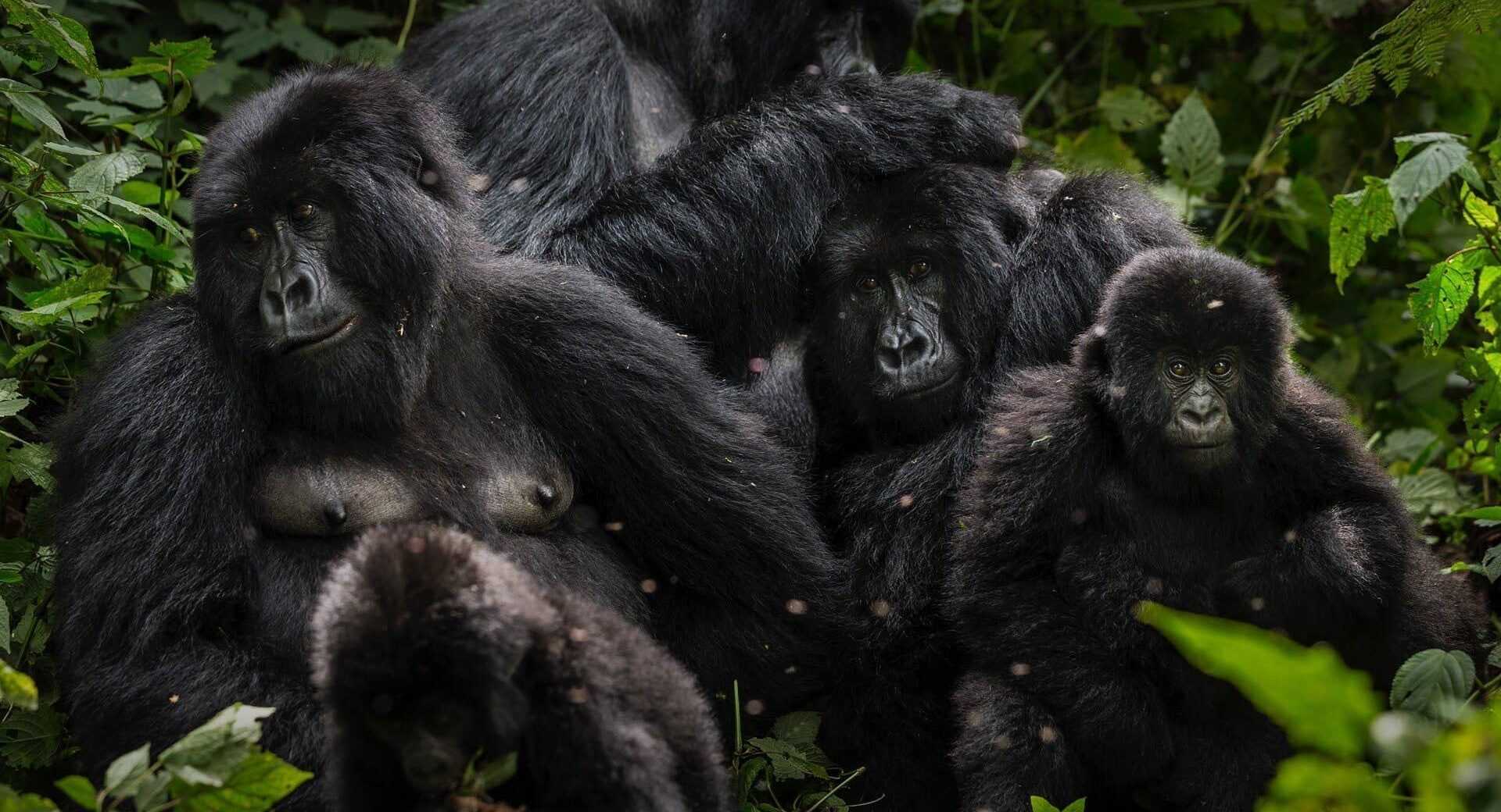 Virunga National Park Celebrates 100 Years of Legacy