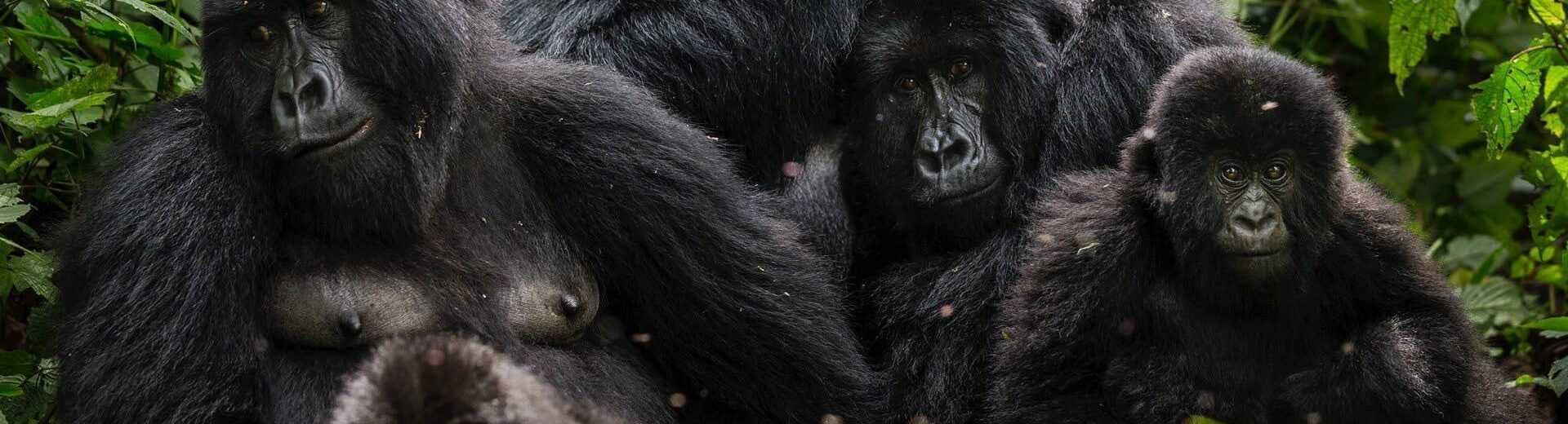 Virunga National Park Celebrates 100 Years of Legacy