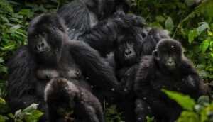 Virunga National Park Celebrates 100 Years of Legacy
