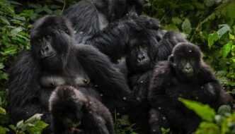 Virunga National Park Celebrates 100 Years of Legacy