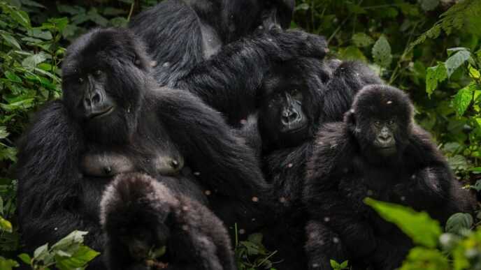Virunga National Park Celebrates 100 Years of Legacy