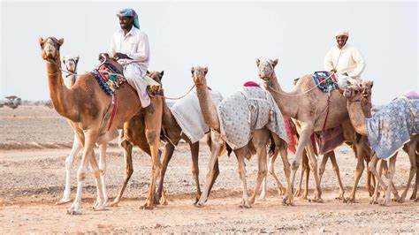 camels credits adventure