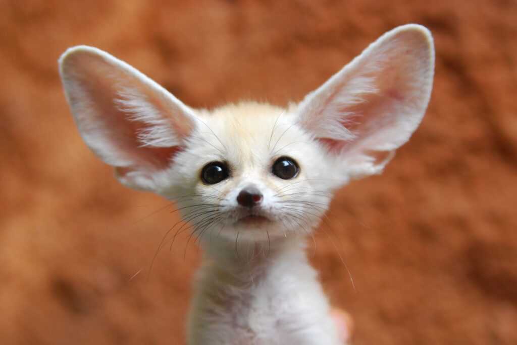 credits spruce pets fennec fox