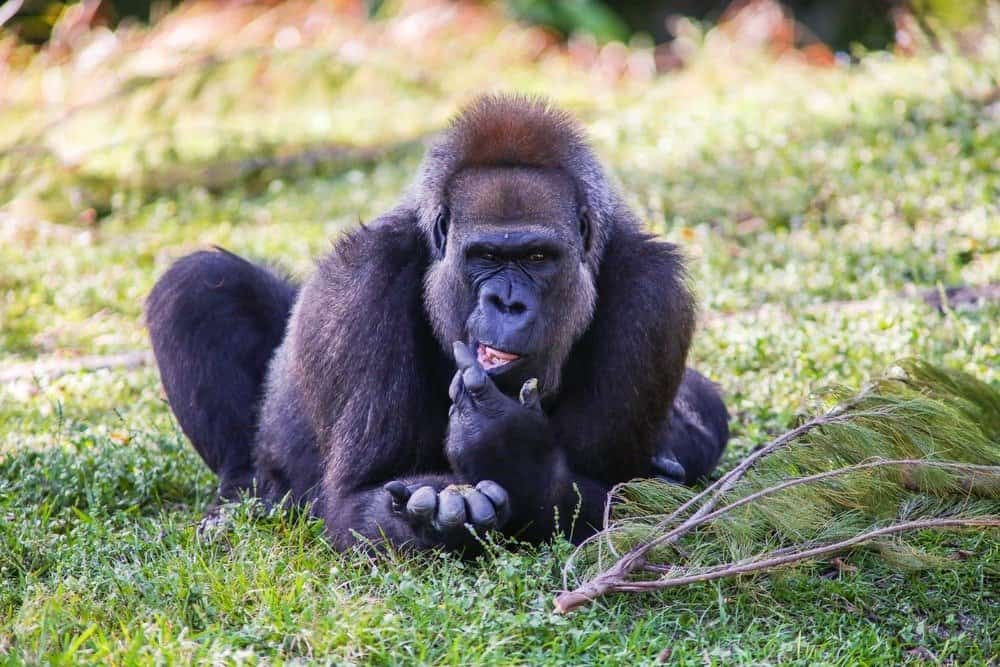 cross river gorilla 2