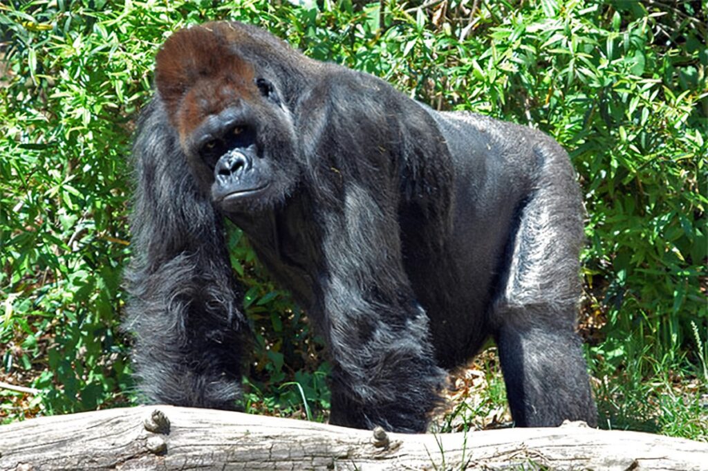 eastern lowland gorilla