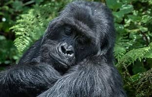 100 Men vs 1 Gorilla – Know Your Gorilla Species.