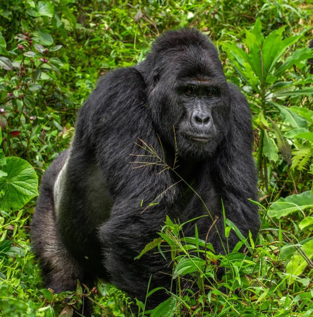 rafiki the mountain gorilla