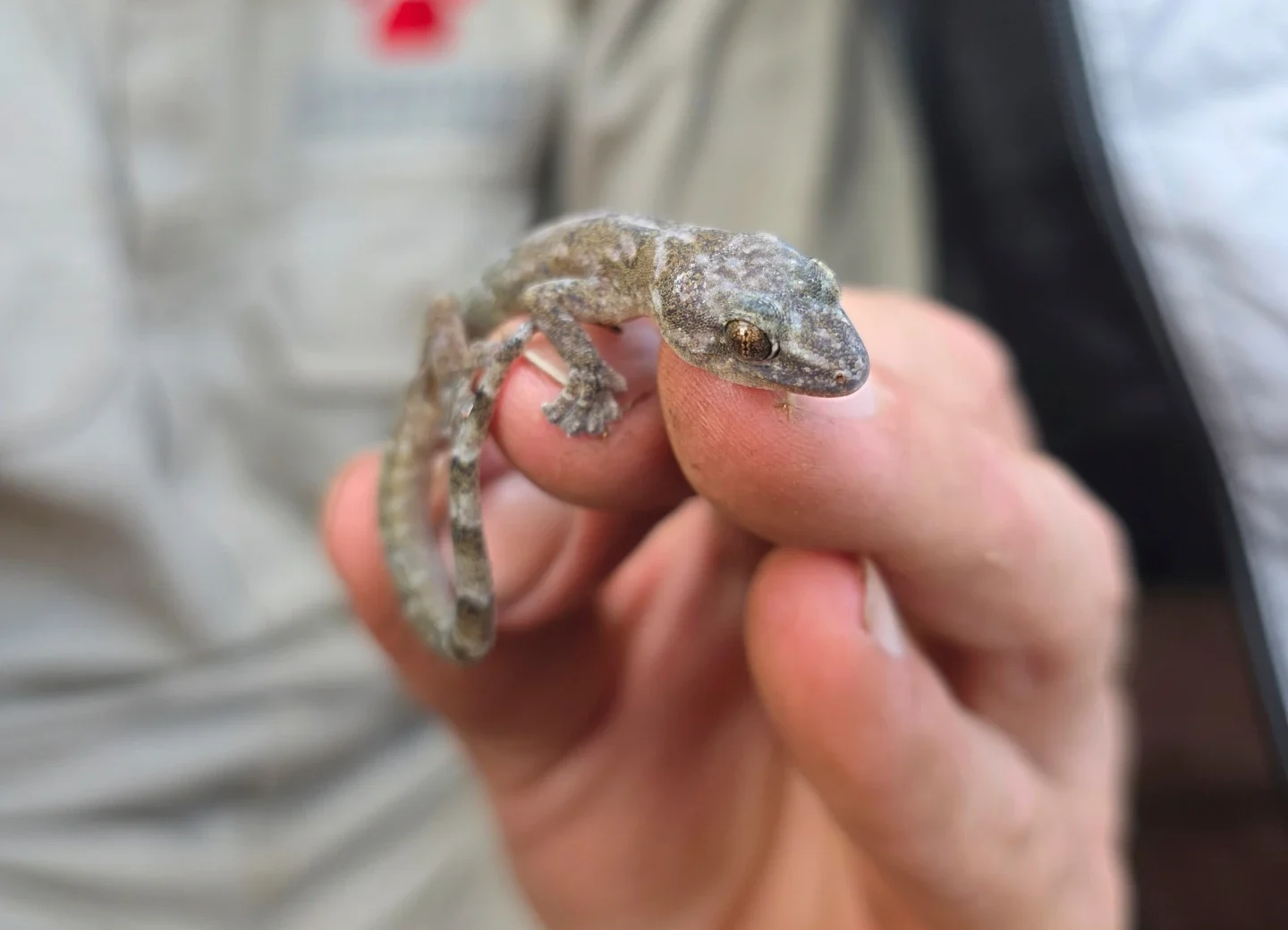 Flat-bodied Gecko Native to South Africa Rediscovered after 34 Years