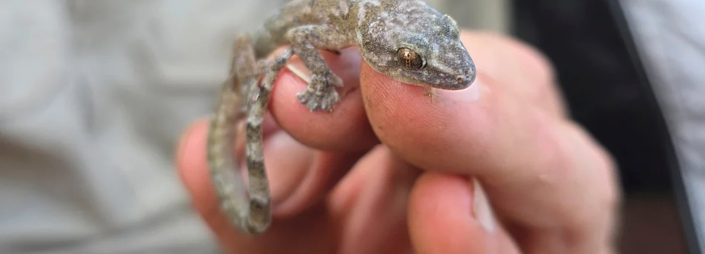 Flat-bodied Gecko Native to South Africa Rediscovered after 34 Years