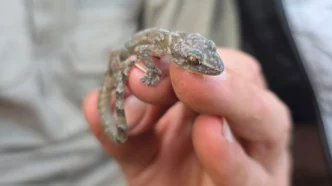 Flat-bodied Gecko Native to South Africa Rediscovered after 34 Years