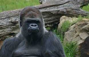 western lowland gorilla 2