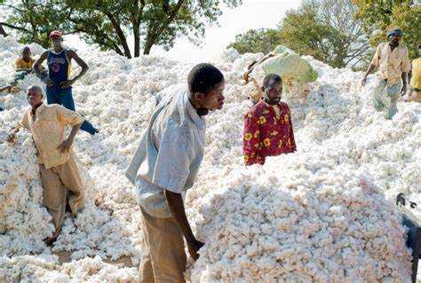benin contton production credits interreseaux
