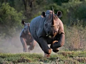 Black Rhinos Return to Mozambique After 50 Years in Groundbreaking Conservation Effort